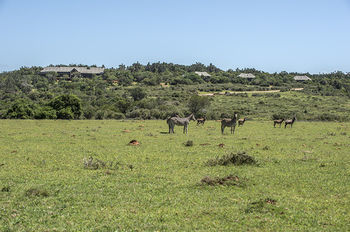 Kariega Game Reserve Settlers Drift Alexandria  Eksteriør billede