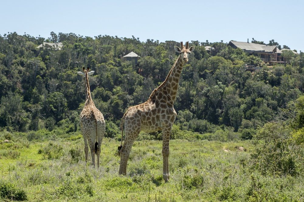 Kariega Game Reserve Settlers Drift Alexandria  Eksteriør billede